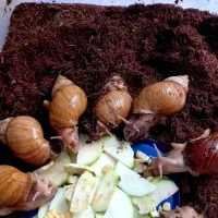 حلزون و خاویار حلزون|خزنده|تهران, افسریه شمالی|دیوار