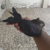 کفتر زاغ آبادانی اصیل|پرنده|خرمشهر, |دیوار