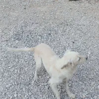 سگ پاسی خانگی