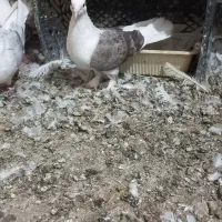 کبوتر پشتار مهر|پرنده|کرج, خرمدشت|دیوار