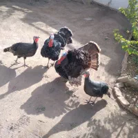 بوقلمون|حیوانات مزرعه|کوثر, |دیوار