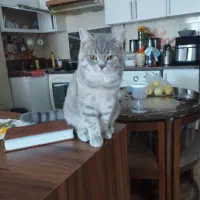 به دلیل مهاجرت|گربه|قائمشهر, |دیوار