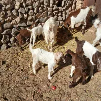 بز وکره|حیوانات مزرعه|تفت, |دیوار