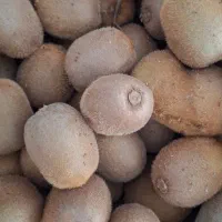 کیوی متوسط|خوردنی و آشامیدنی|تالش, هشتپر|دیوار