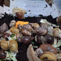 حلزون آچیچینا ی آفریقایی|خزنده|تهران, دبستان|دیوار