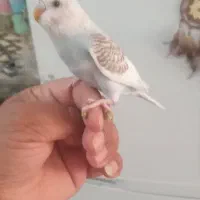 مرغ عشق رنگ خاص دستی ۳۶۰ تومان