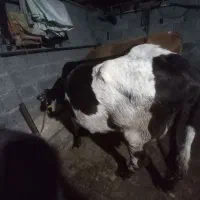 فروش ۳ راس گاو و گوساله|حیوانات مزرعه|گوراب زرمیخ, |دیوار