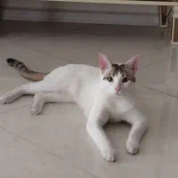 گربه خانگی سفید