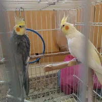 عروس هلندی جفت