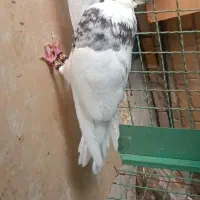 کبوتر|پرنده|ایذه, |دیوار