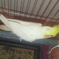 عروس هلندی نر