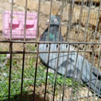 کبوتر پر اهنی