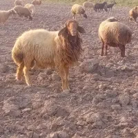 شوش