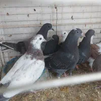 جوجه کفتر پرشی|پرنده|پاکدشت, پارچین|دیوار