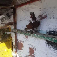 ،ککلی بالا|پرنده|اردبیل, |دیوار