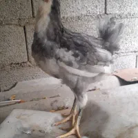 نیمچه گلین