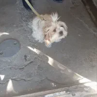 واگذاری سگ کاملا خانگی