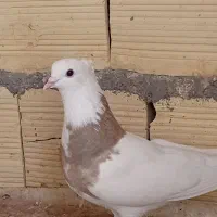 طوقی|پرنده|قم, شاه سید علی|دیوار