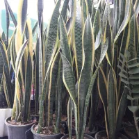 سانسوریا لب طلایی پرقلم و بسیار بزرگ