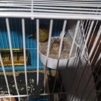 جفت قناری گلستر با جوجه