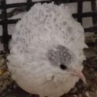 بلدرچین|حیوانات مزرعه|تهران, نازی‌آباد|دیوار