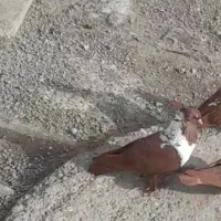 ککیلی نرقاچیردمیشام