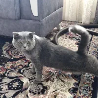 گربه خانگی اسکاتیش خالص|گربه|الوند, |دیوار