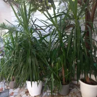 نهال ازگیل و گل یوکا کاکتوس سانسورها خرفه|گل و گیاه طبیعی|گنبد کاووس, |دیوار