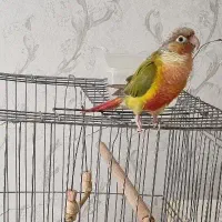 طوطی گرینچیک سخنگو|پرنده|تهران, عباس‌آباد|دیوار