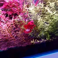 فایتر پلاکت