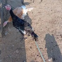 بوقلمون واردک اسراییلی|حیوانات مزرعه|رودسر, |دیوار