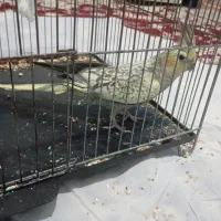 عروس هلندی دستی