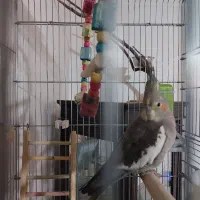 عروس هلندی|پرنده|شیراز, دودمان|دیوار