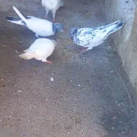 کبوتر پاکستانی