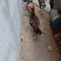 خروس|حیوانات مزرعه|بیکاه, |دیوار