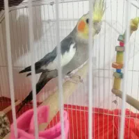 عروس هلندی سخنگو|پرنده|سمنان, |دیوار