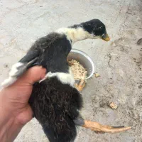 دو اردک ی نر ی ماده