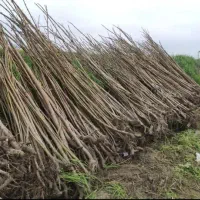 فروش انواع نهال پالونیا