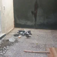 ۱۲کبوتر سالم و سرحال و تخم گذار