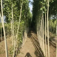 فرصت طلایی برای باغداران  نهــال صــنوبر درجه یک|خدمات باغبانی و درختکاری|رشت, منظریه|دیوار