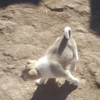 واگذار توله سگ سرابی اصیل از نصل الاش