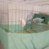 مرغ عشق دو رگ انگلیسی|پرنده|زرندیه, |دیوار