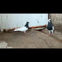 کبوتر طوقی|پرنده|شیراز, شاهچراغ|دیوار