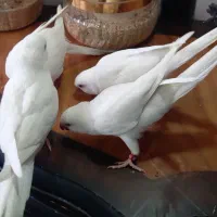 راهب البینو