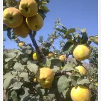 ۲۲۰ متر باغ به سهروفیروزان