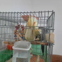 عروس هلندی