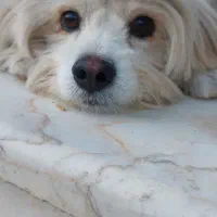 گمشده|حیوانات|نجف‌آباد, امام خمینی|دیوار