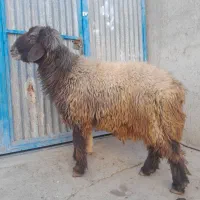 کوهه قوچ بزری بشرت میش رون