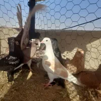 کبوتر سر بری