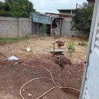 شتر مرغ ۲ عدد|حیوانات مزرعه|قائم‌شهر, |دیوار